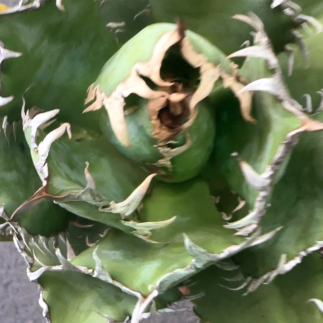 龟***星蕾丝龙舌兰1111111111111