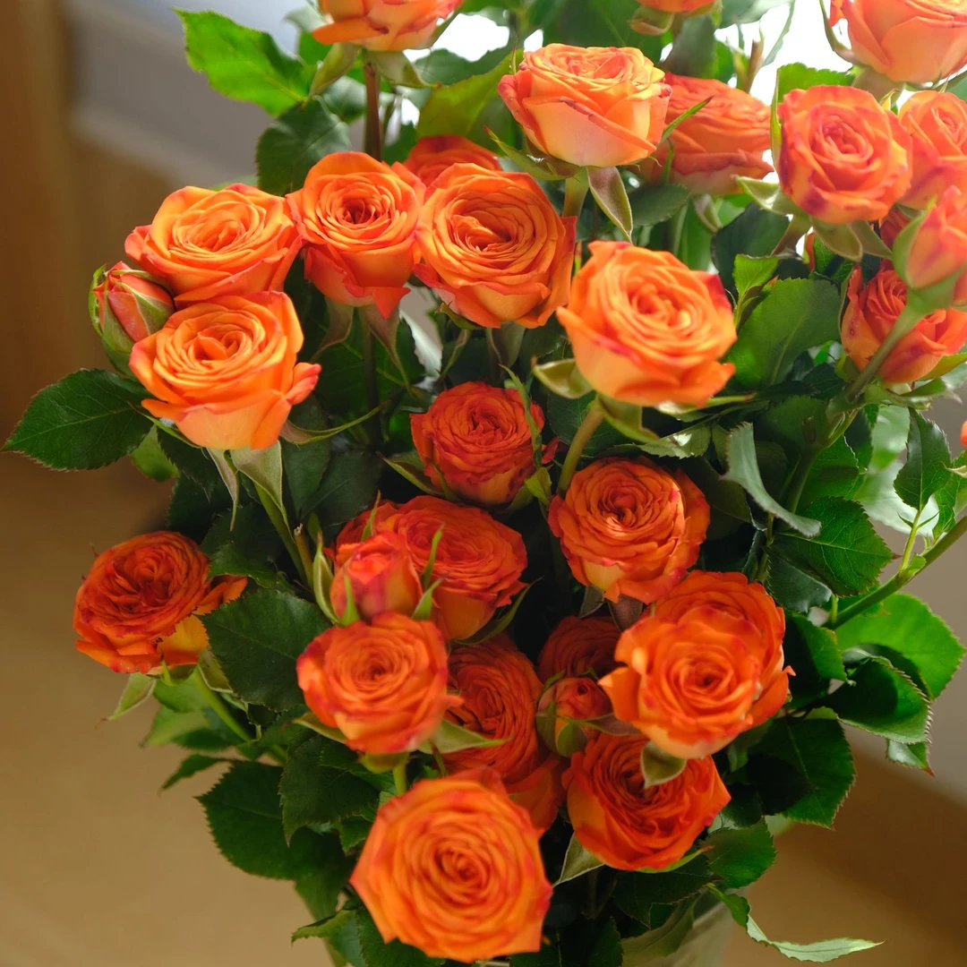 【福利】云南玫瑰橙色芭比5支多头玫瑰花束包邮