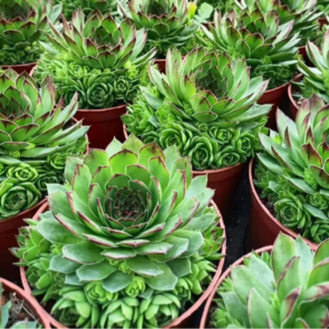 观音多肉，以直播间展示为主