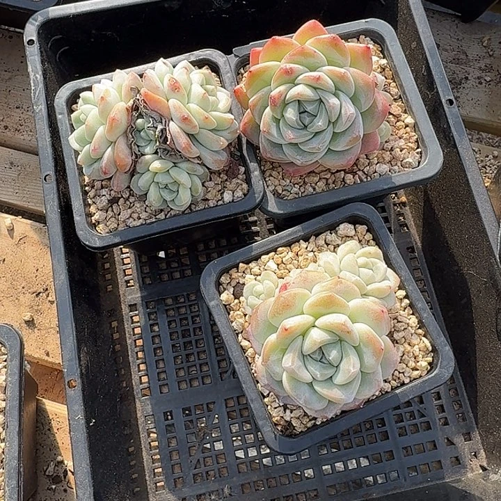 0122-38 冰玉自然群