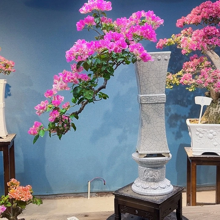 三角梅精品盆景一物一拍（全国包邮4）