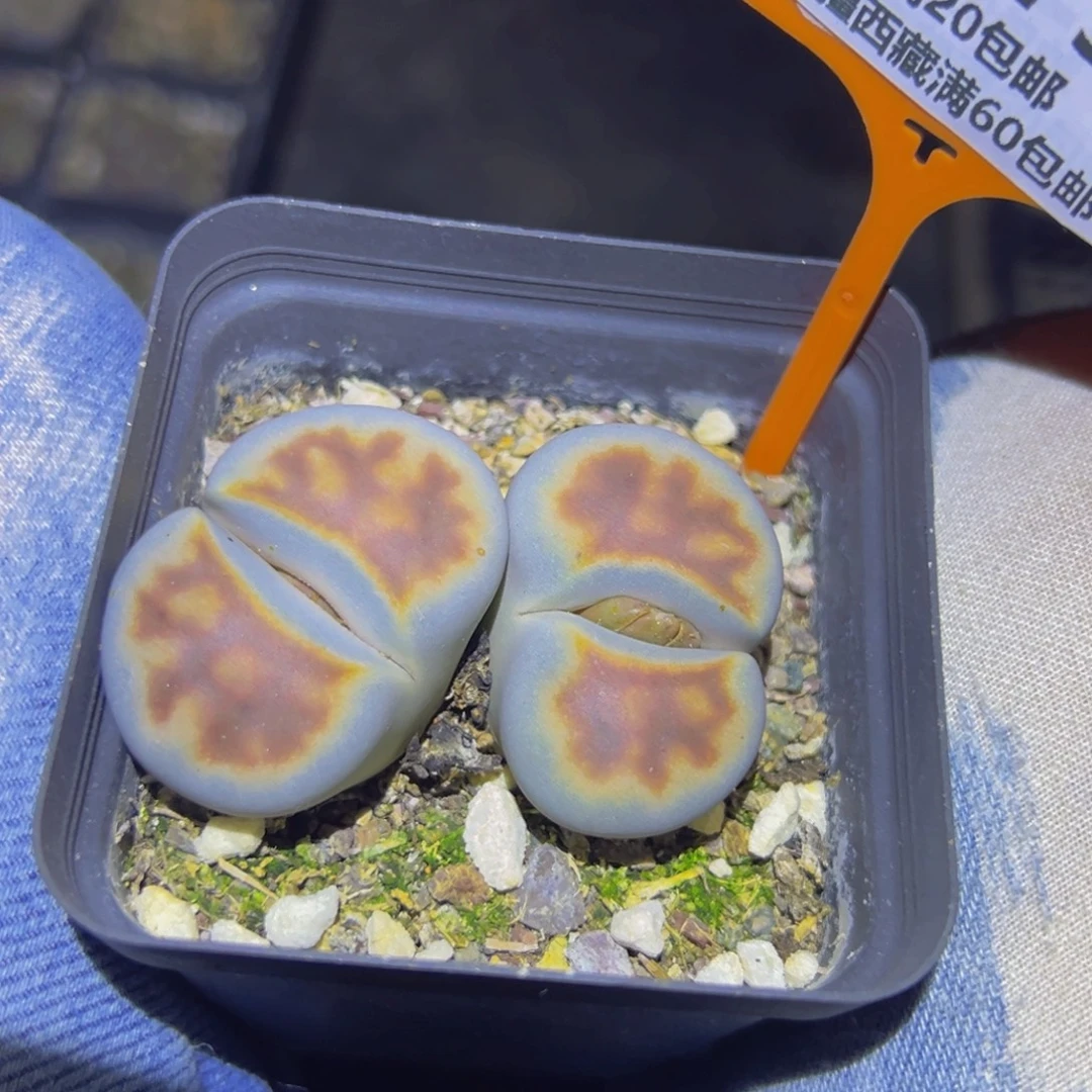 375 一物一拍，默认有伤，介意勿拍，不退不换