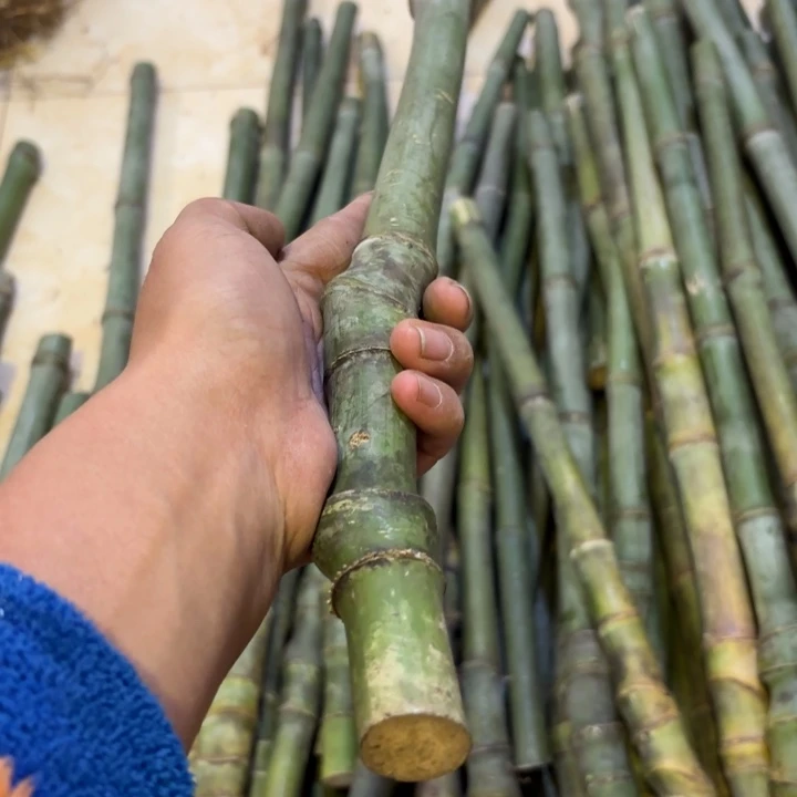 亮***J实心竹竹竹竹竹竹竹竹竹竹