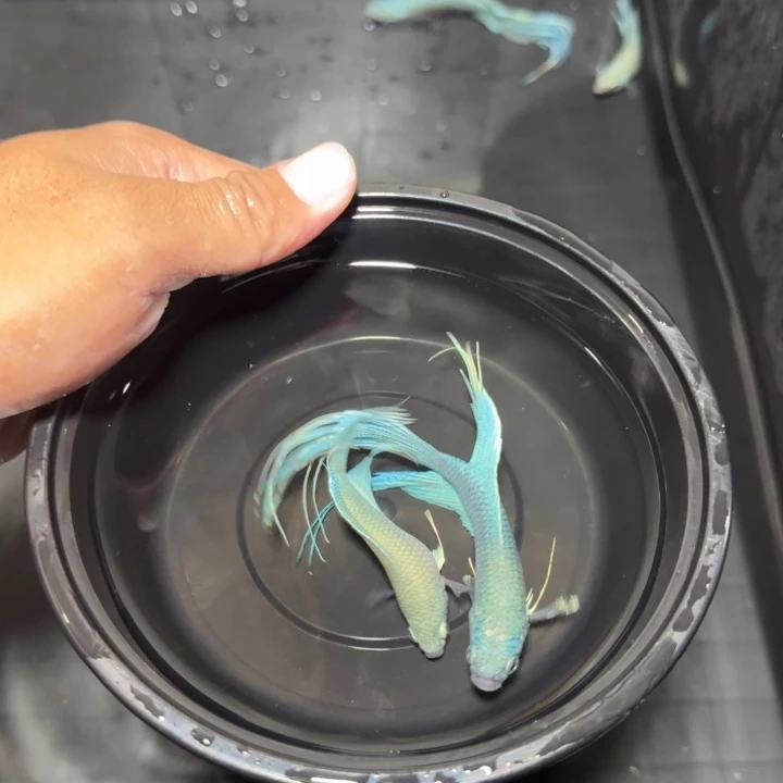 斗鱼直播间对图库存57