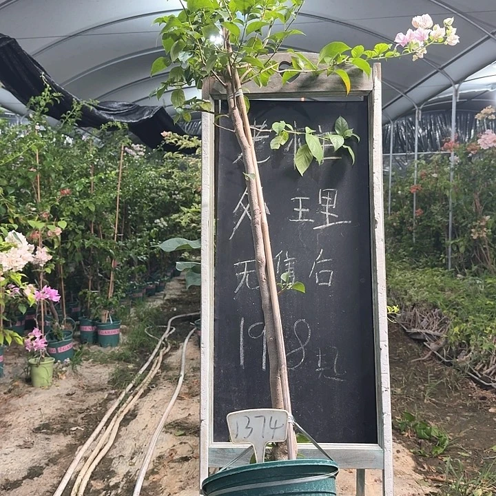 无花朵三角梅三角梅1374