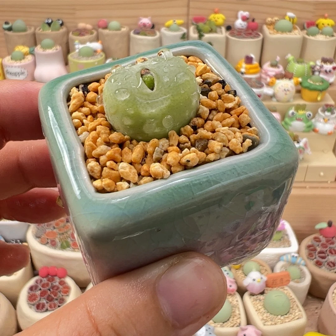 多肉植物16号翠光玉