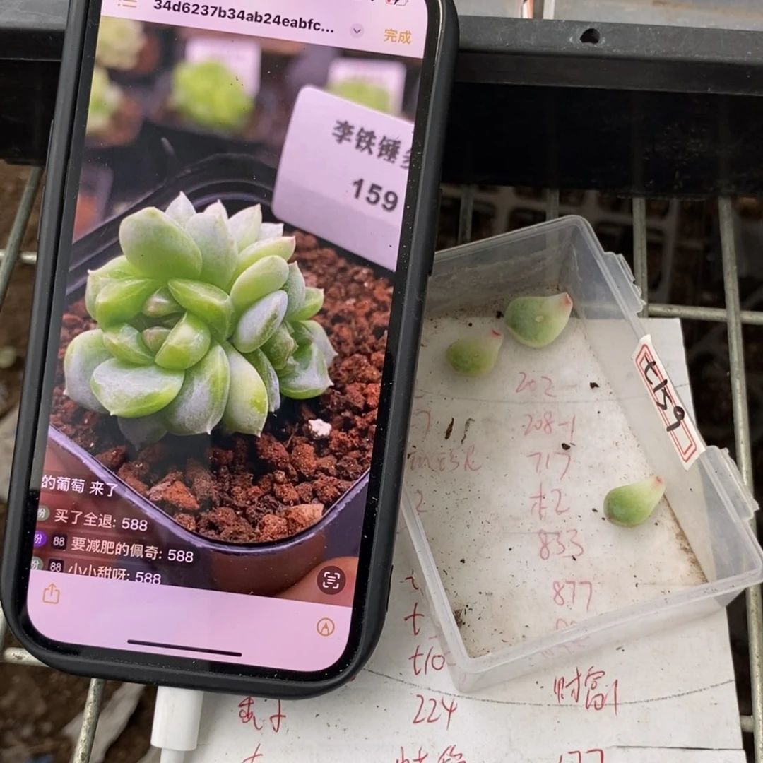 甜心159叶片一个