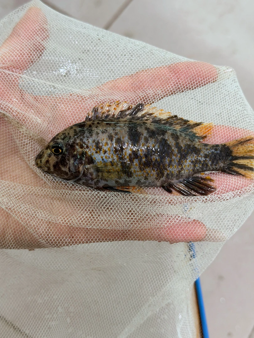 野生卡丑花母三湖慈鲷-淡水观赏鱼