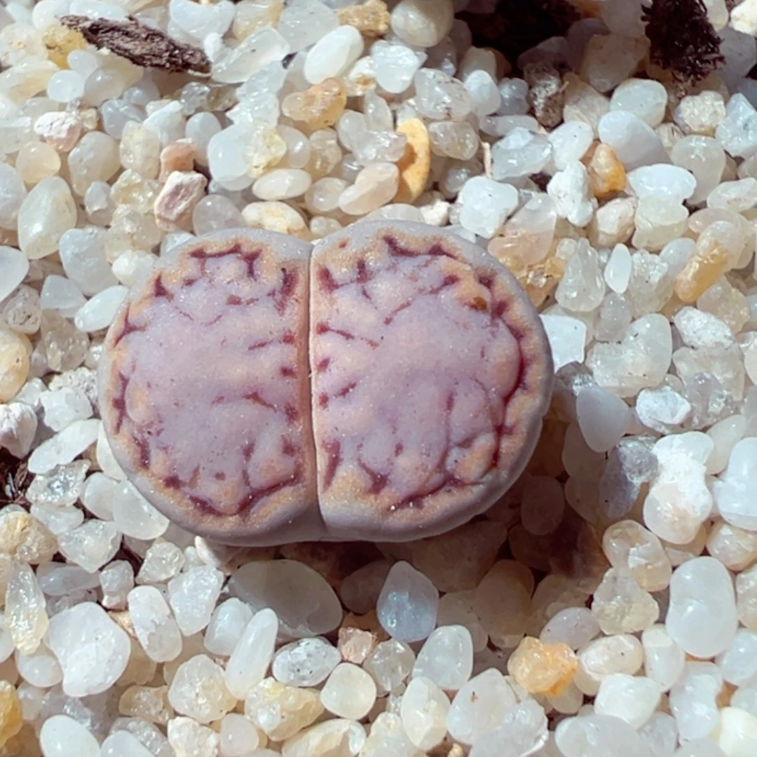 510-169糖霜饼干.6