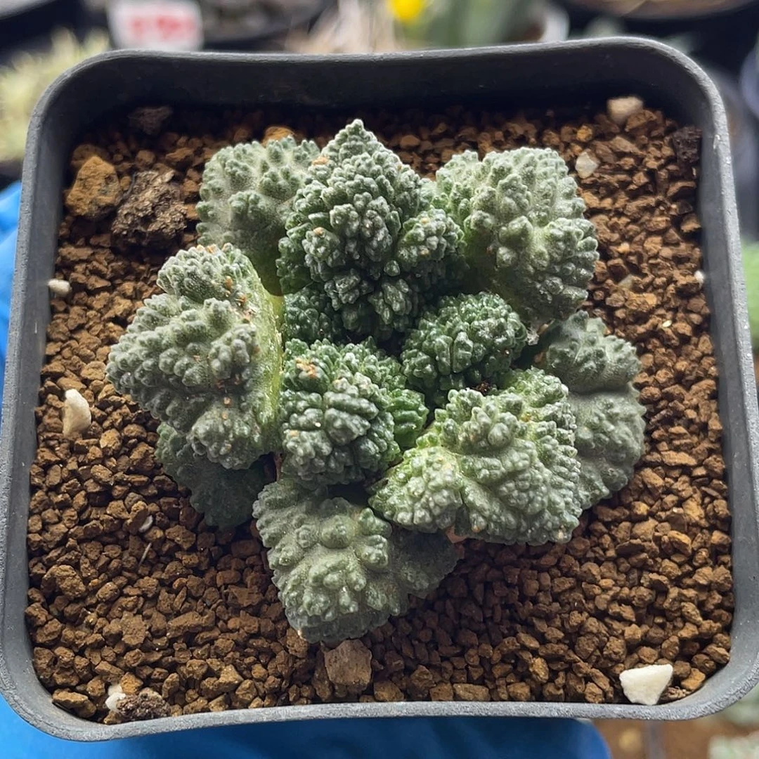 哥斯拉怒涛牡丹仙人球