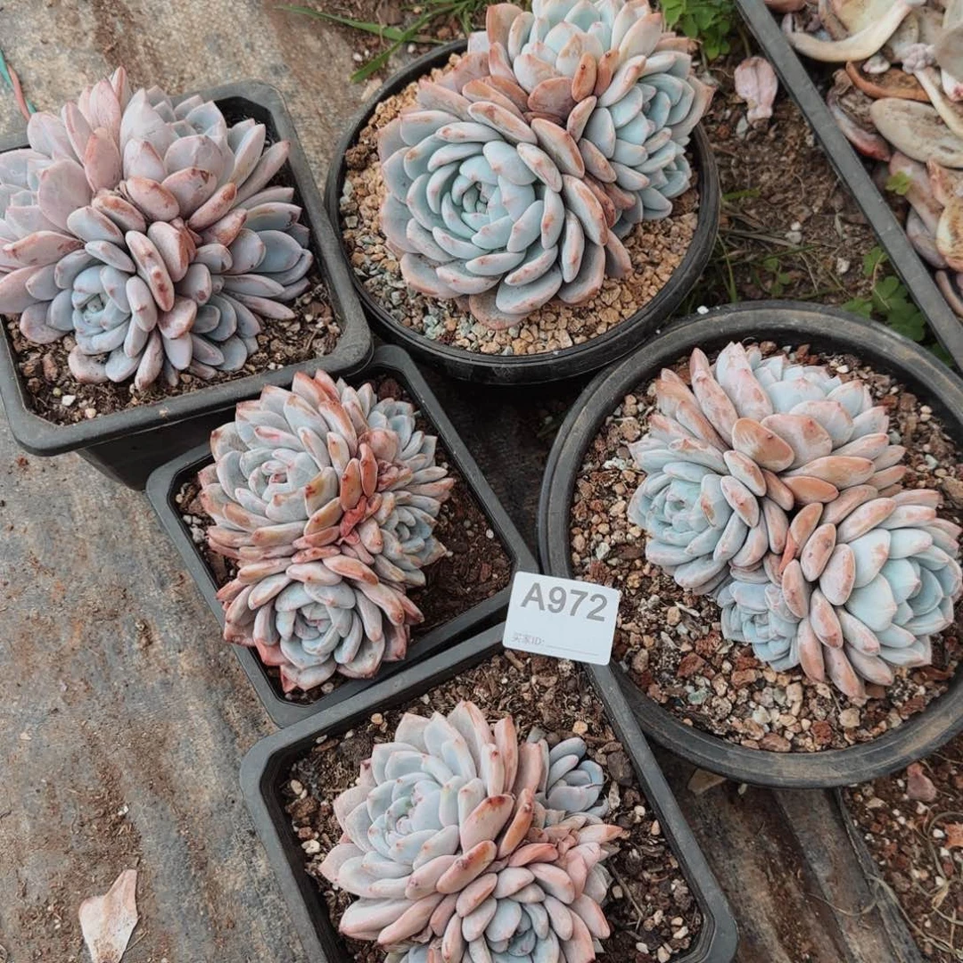 请****?石榴籽+星影五盆A972号