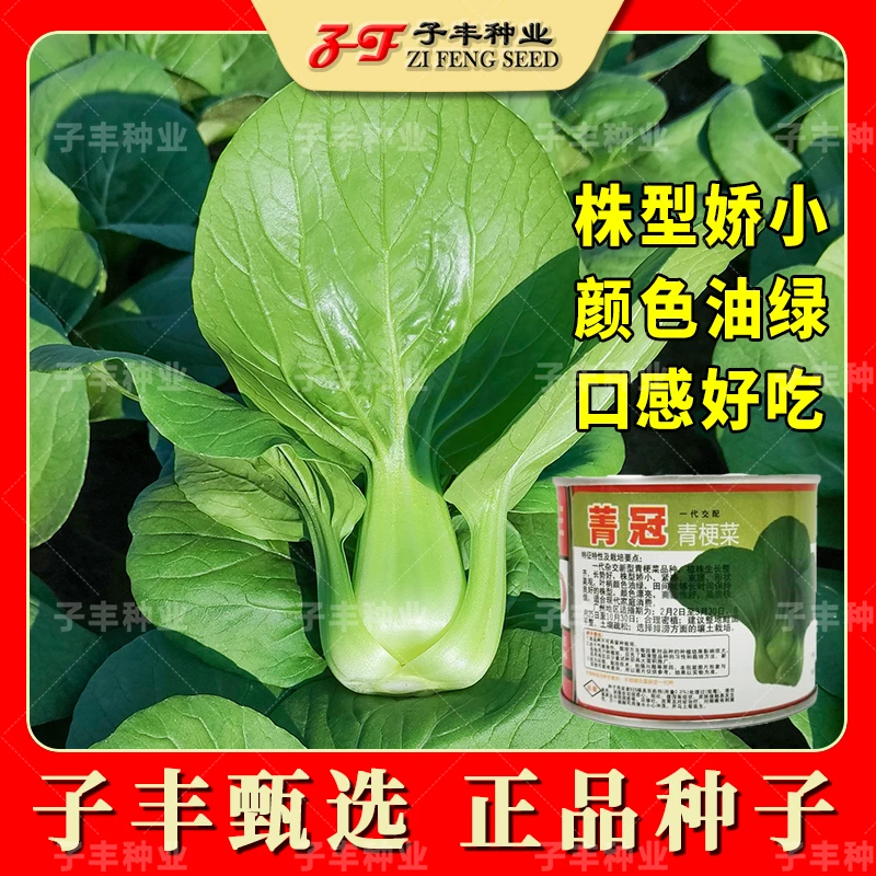 青仔类型小油菜籽菁冠颜色油绿矮脚耐热耐寒四季青梗菜种子青菜种