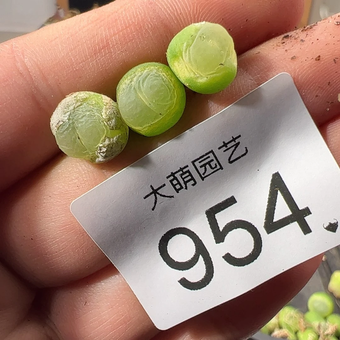 一物一拍有疤福利。 954