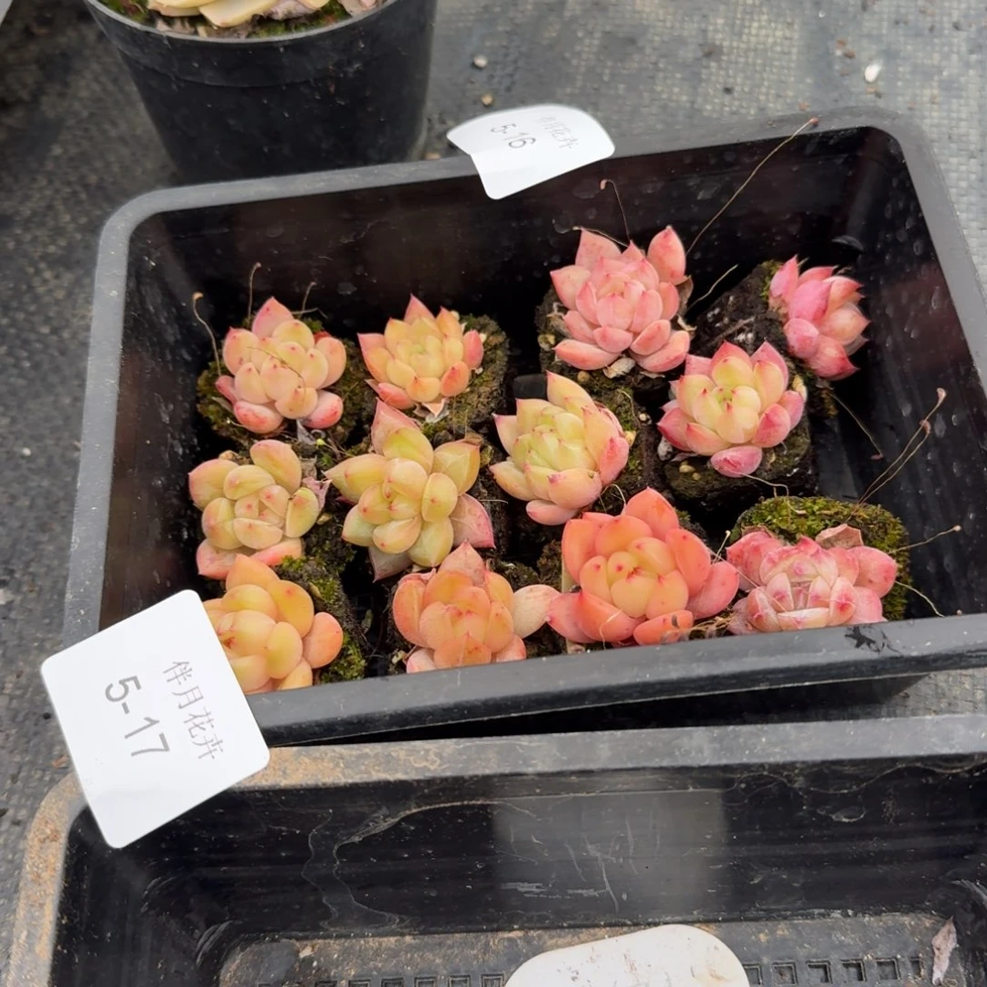5-17厚叶月影杂交东云杂交梦露二十四颗带穴盘发货量拍