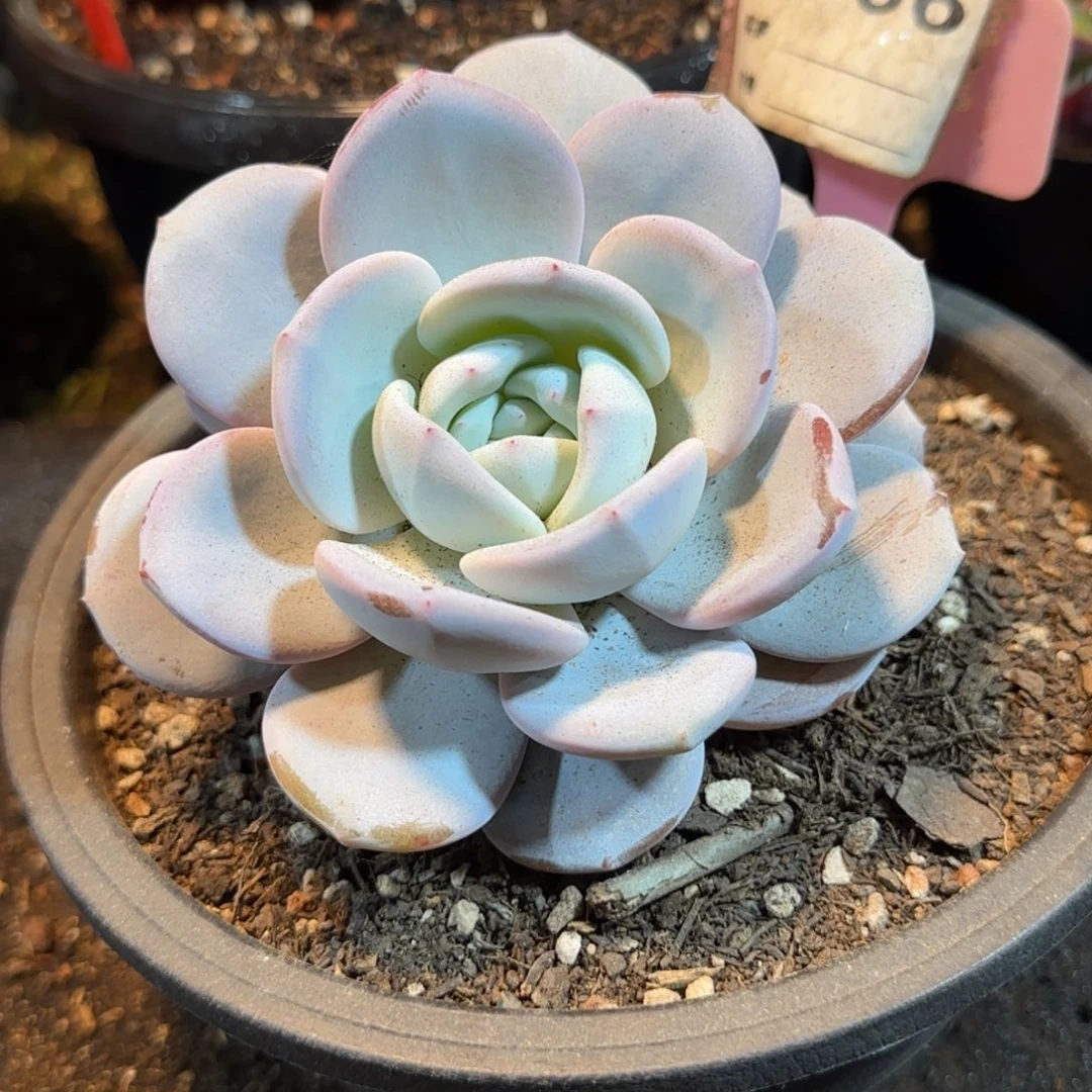 韩版奶茶966一物一拍包装收缩花旱