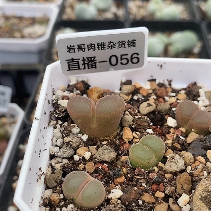 梅萨种源CM48风铃