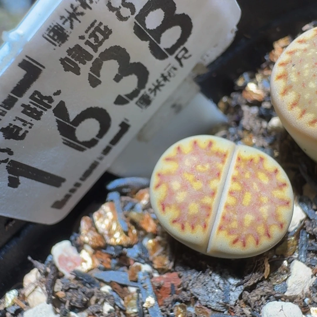 傲***子Ssss精品生石花1638