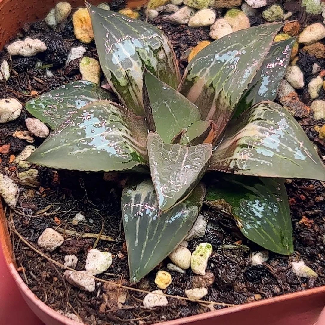 酒吞童子锦十二卷