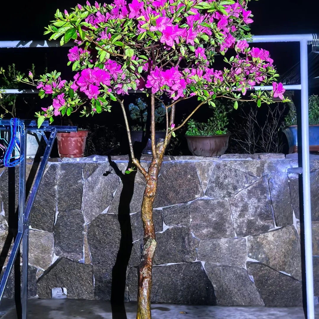 大别山先花后叶映山，胭脂红，大红，国旗红熟桩