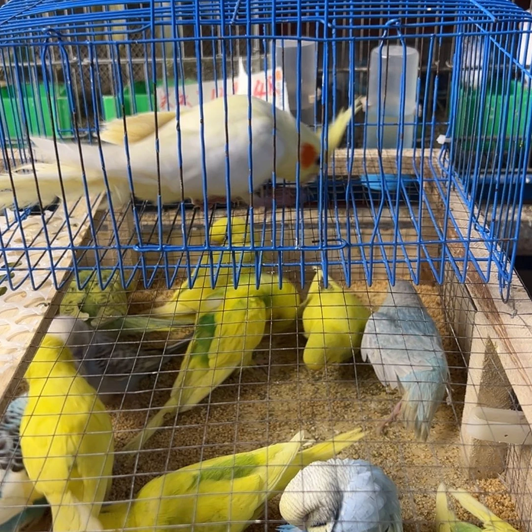 爵***爷玄凤鹦鹉/鸡尾鹦鹉黄化旋风1一个