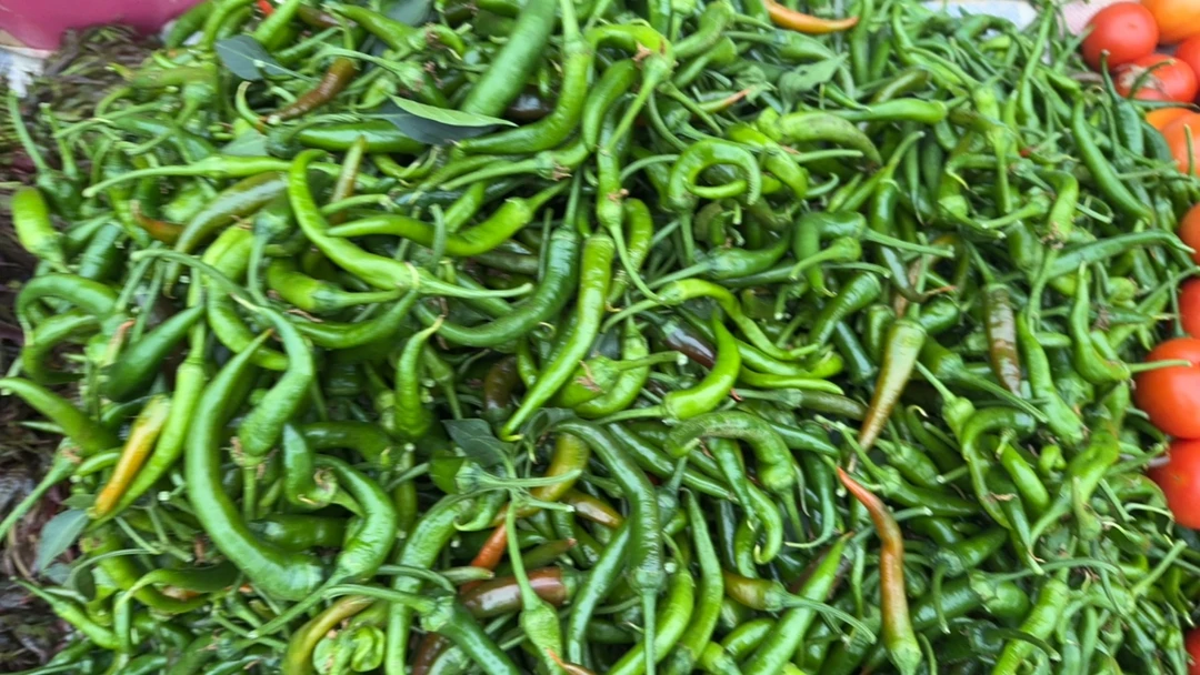 一城一味农家现收一青辣椒