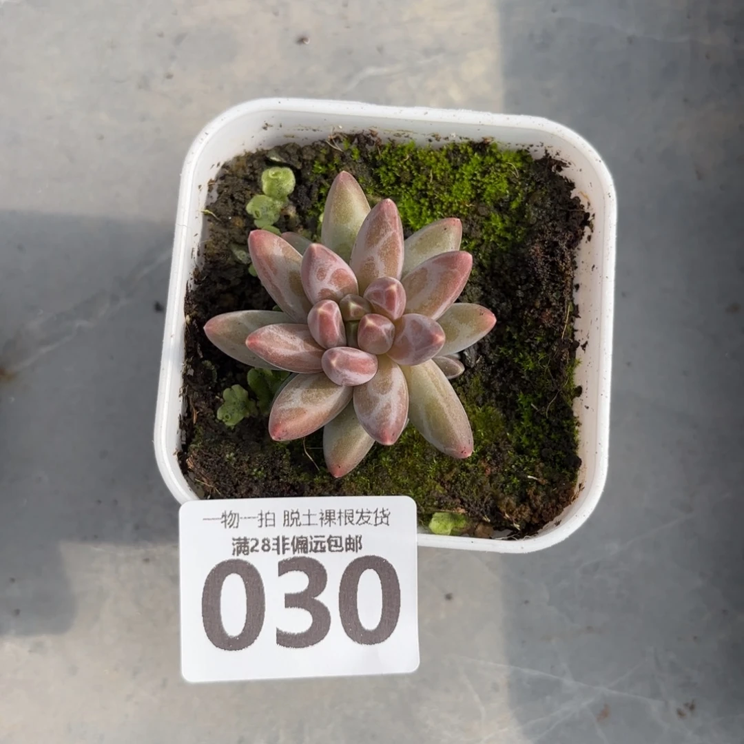 乌拉克拉单头无盆土发货