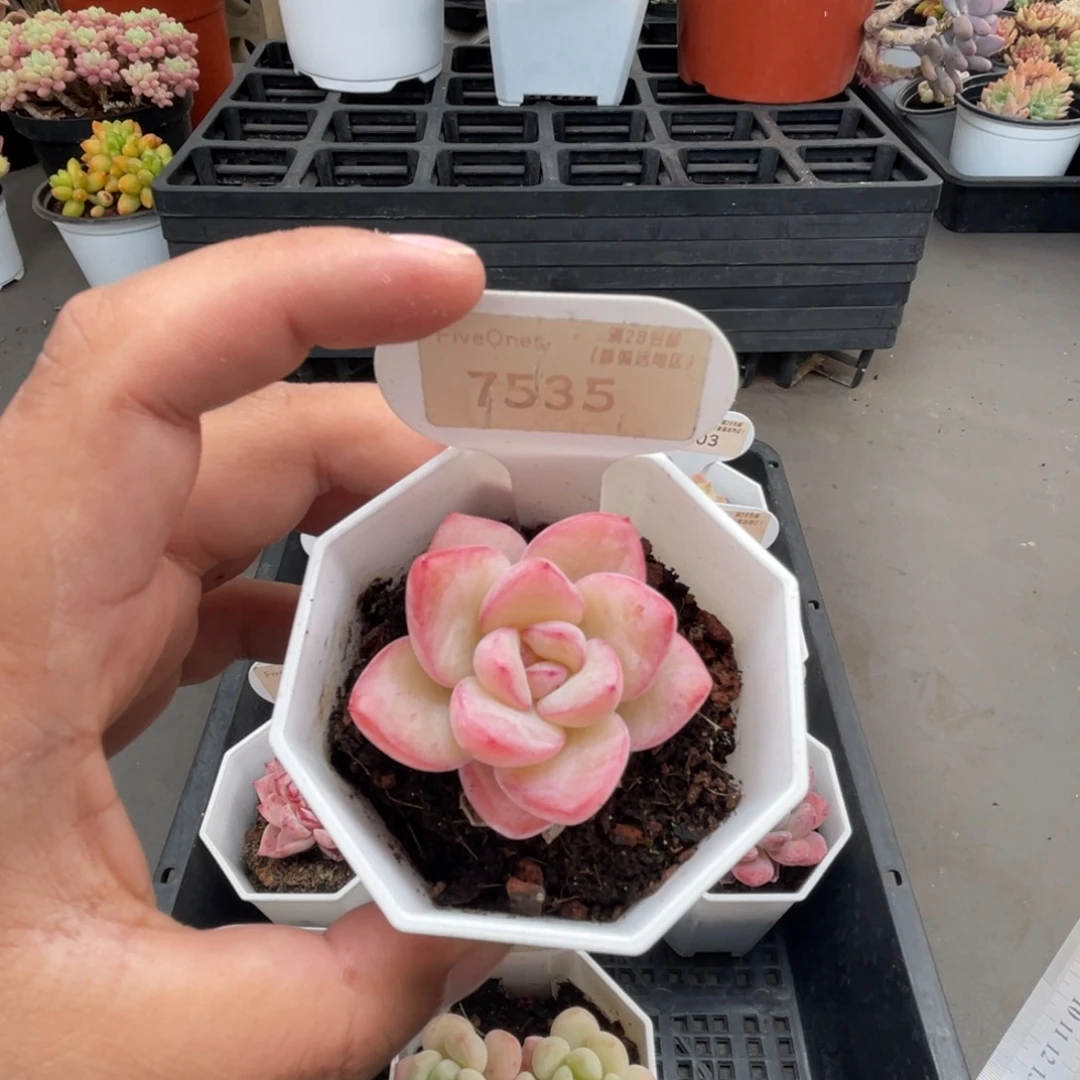 7535奶油泡芙 4.0厘米