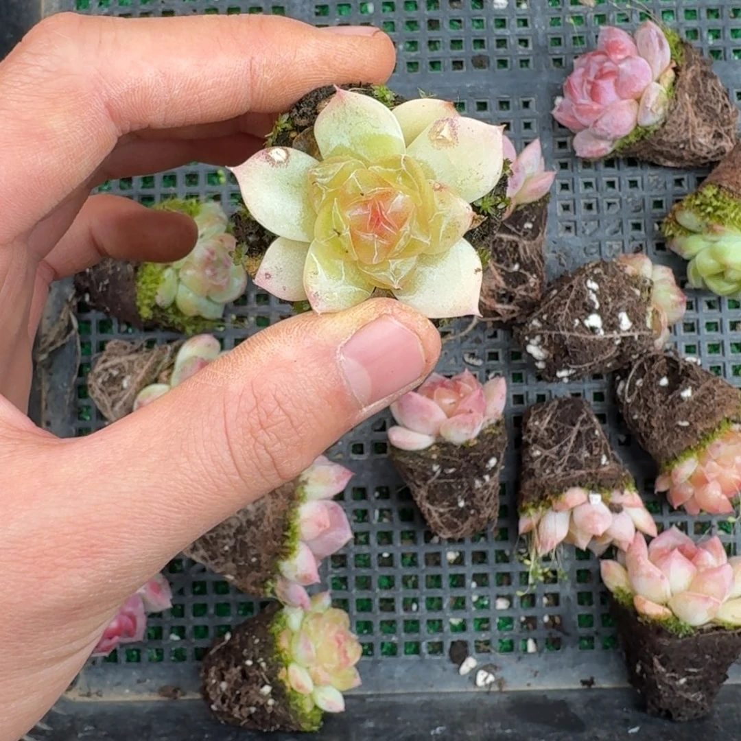 多肉一物一拍13-201