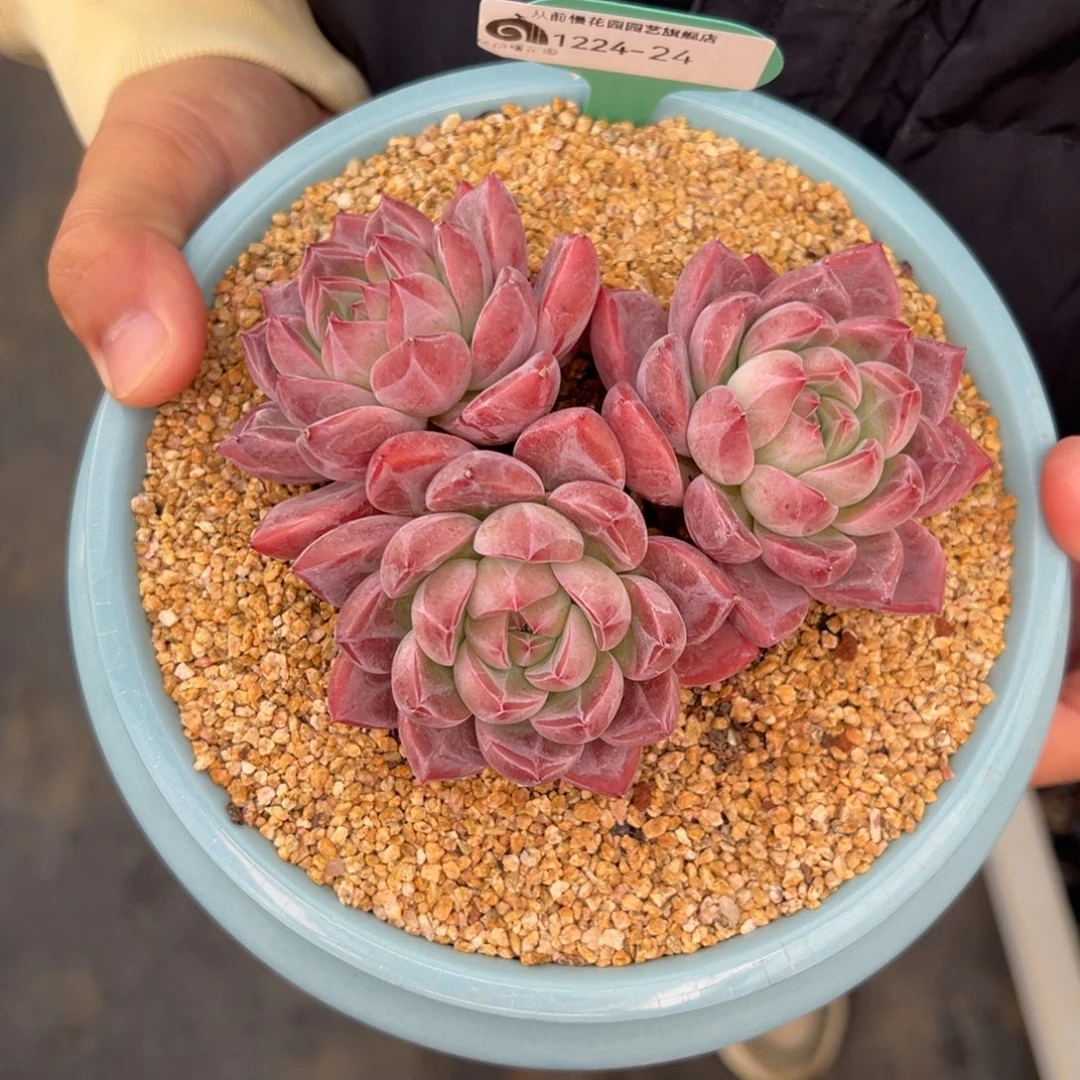 从前慢花园多肉编号1224-24