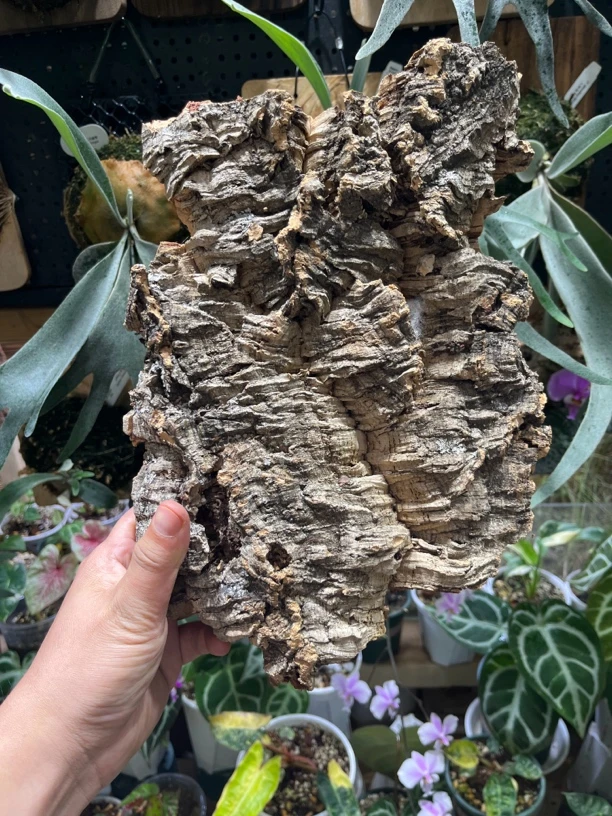 葡萄牙进口软木鹿角蕨板植兰花爬宠造景天然素材