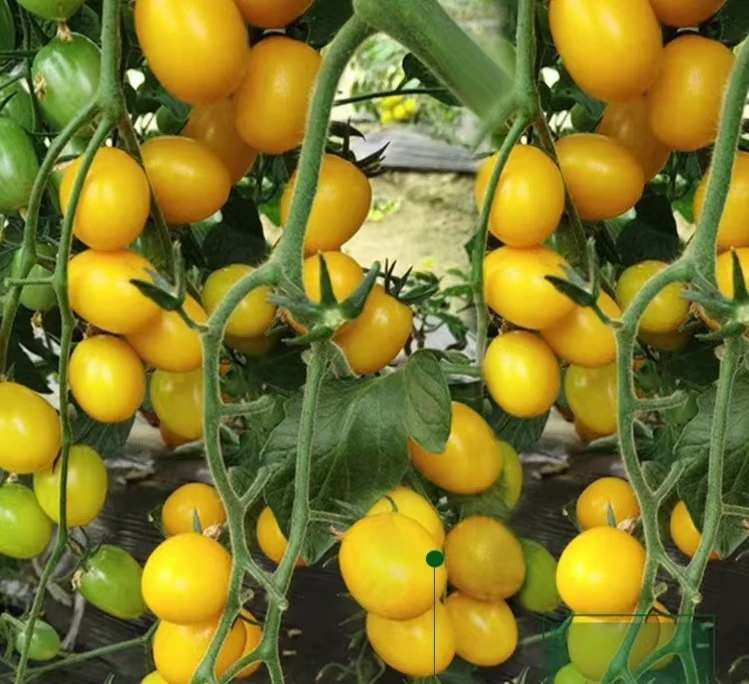 寿光番茄大全超甜牛排黑黄珍珠毛粉草莓四季可种阳台圣女果苗带土