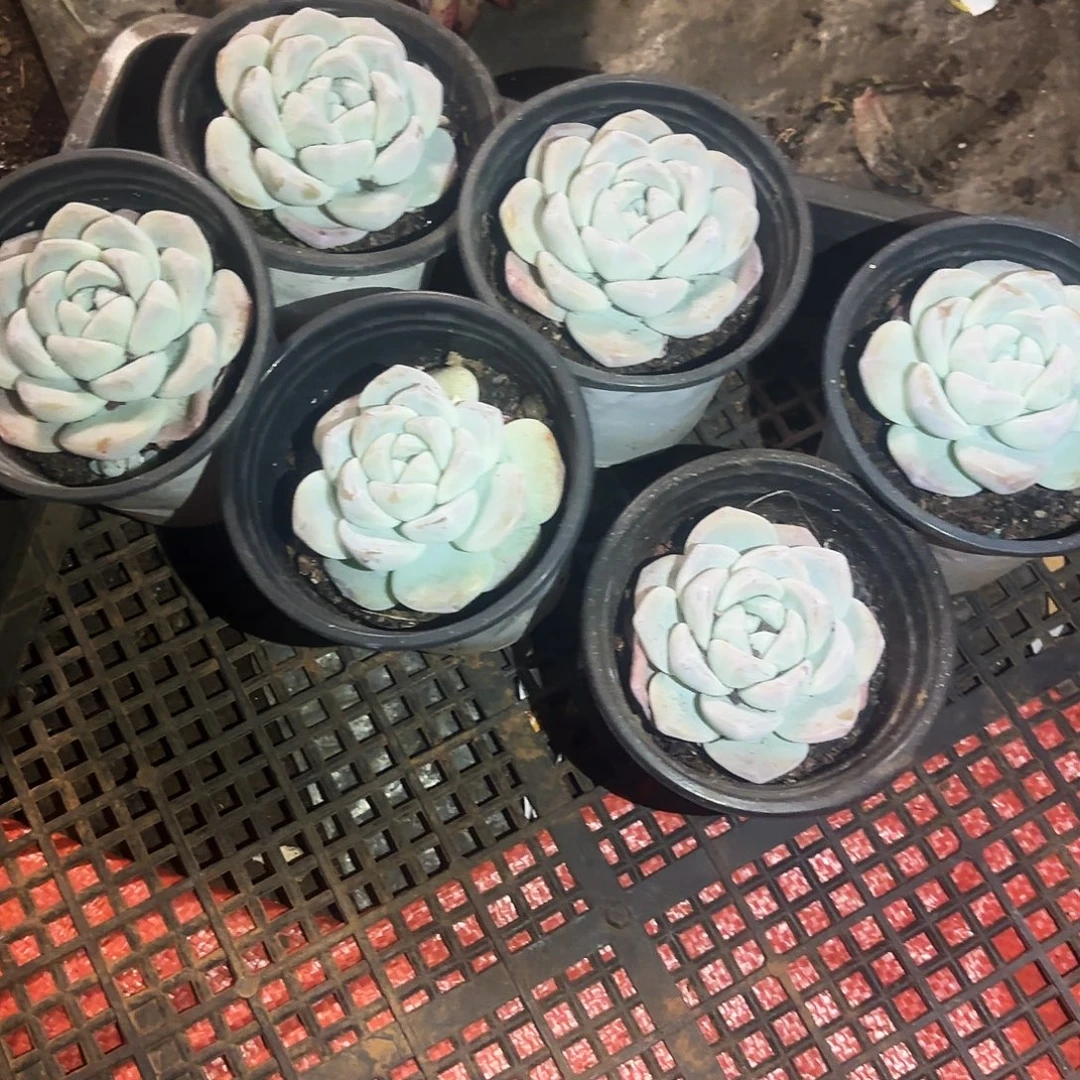 多肉植物，冰玉七颗