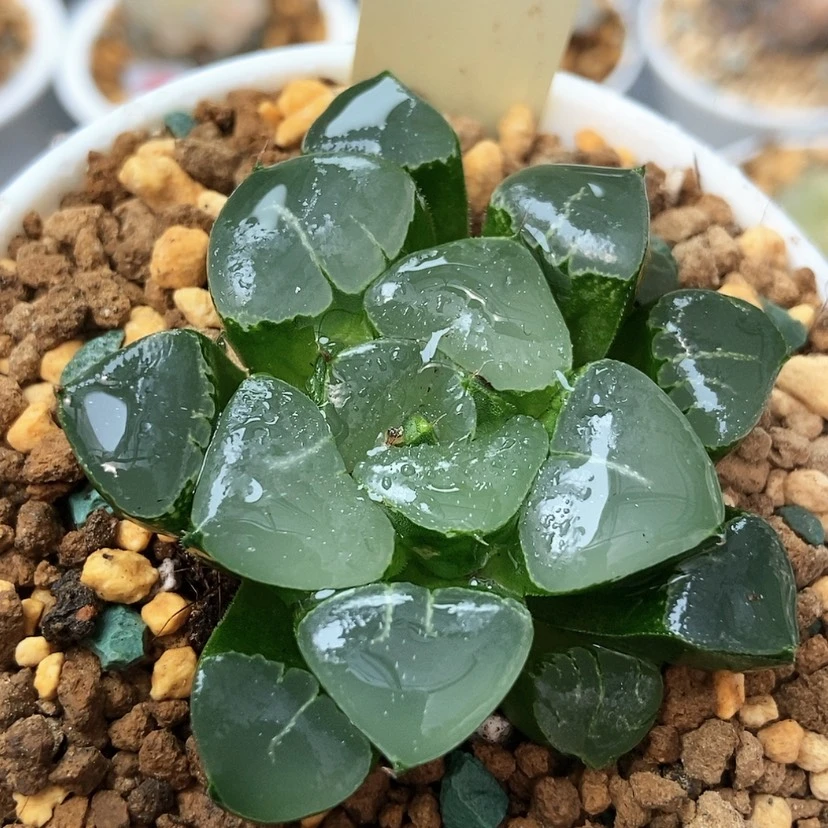 【闪购商品】姬翠25