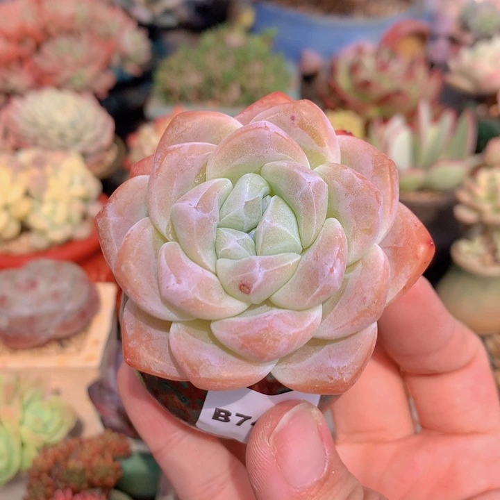 一物一拍含盆土满38包邮B743