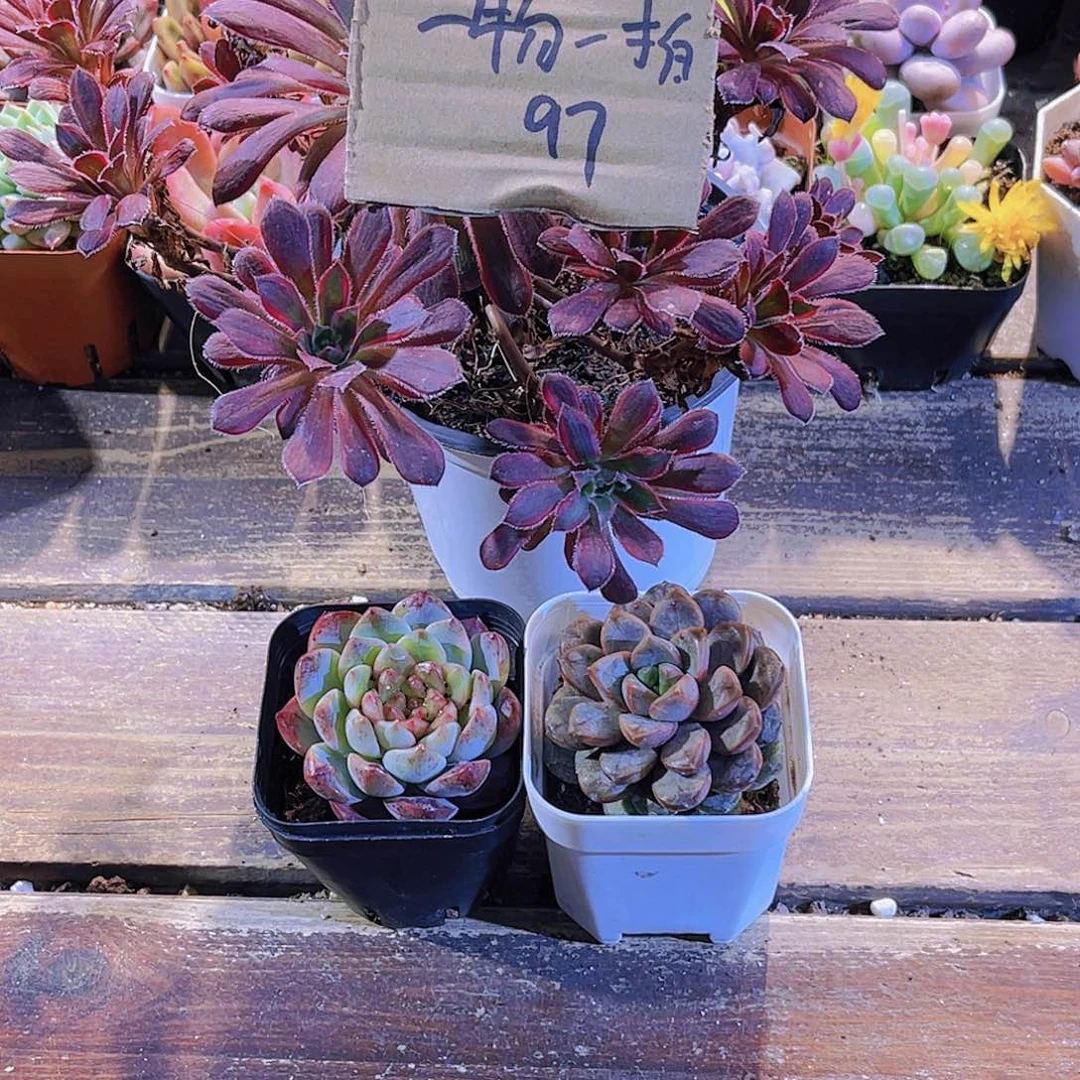 *****惊鸿法师 葡萄珍妮。葡萄 一物一拍97