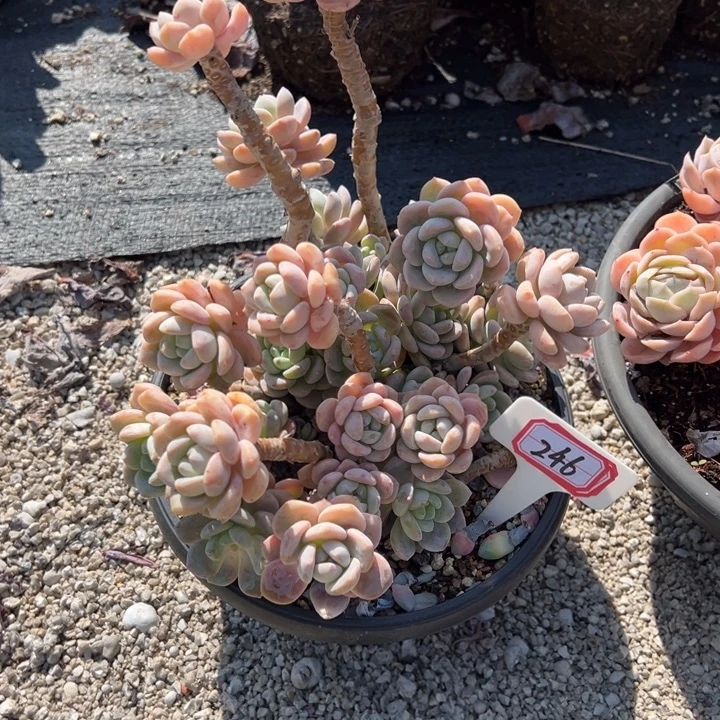 向****露凝香一物一拍246号