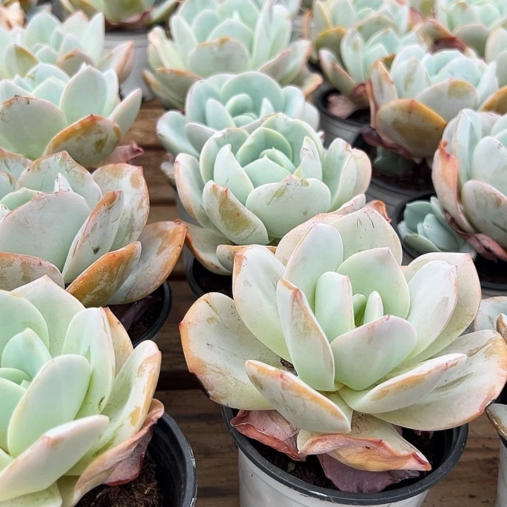 奶茶  福利   多多