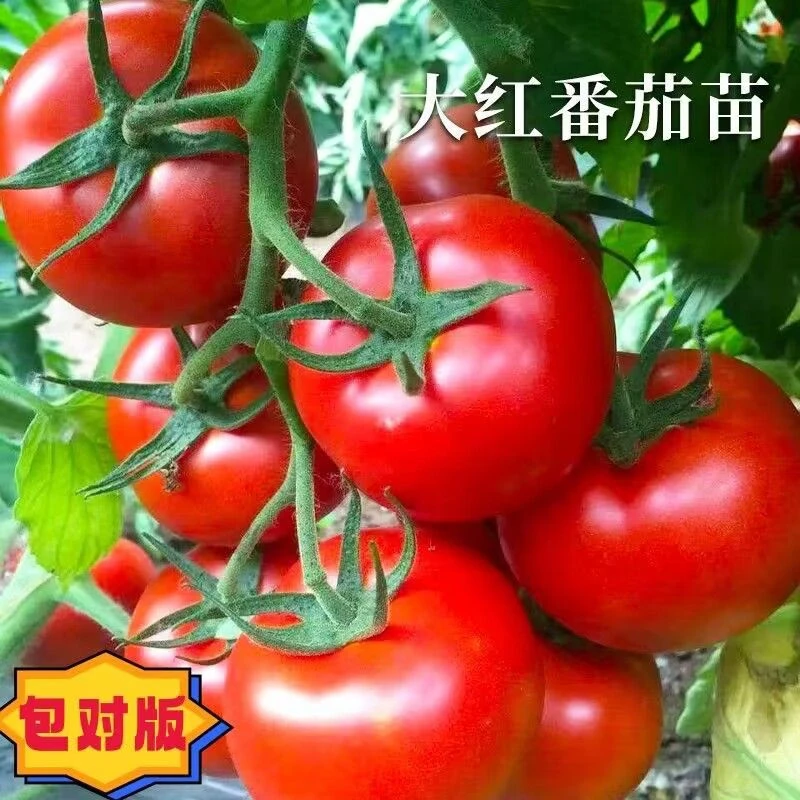 大红西红柿秧苗.大红番茄苗.沙瓤，小时候的味道回忆满满