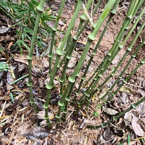 平***界完全开放筇竹算盘竹盆栽绿植