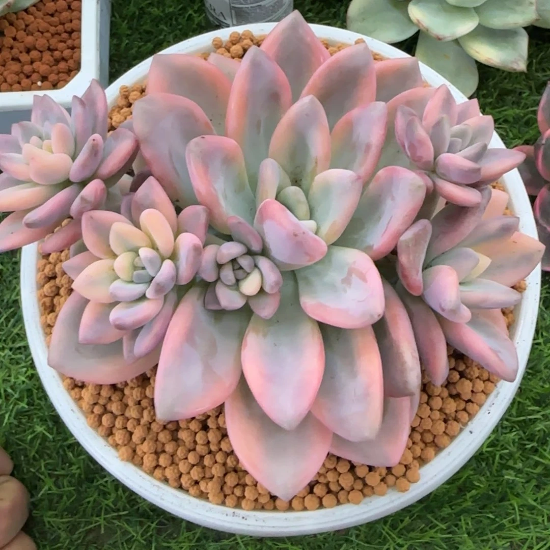 奥普锦多肉植物的彩锦