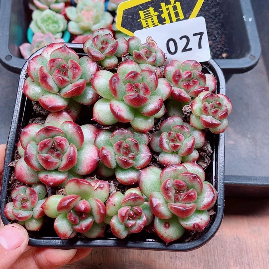 多肉植物多肉植物