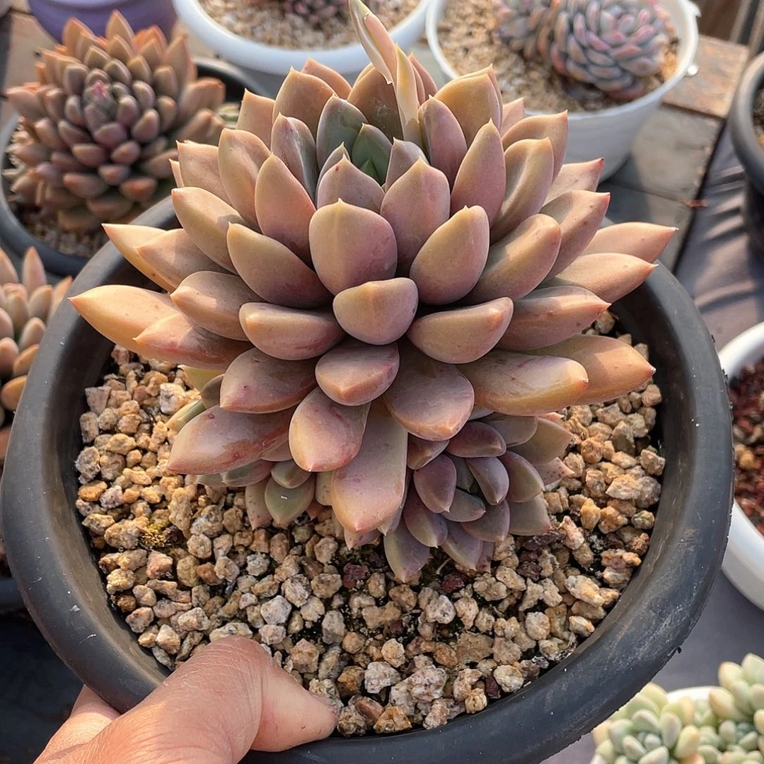 暖*?多肉植物一物一拍