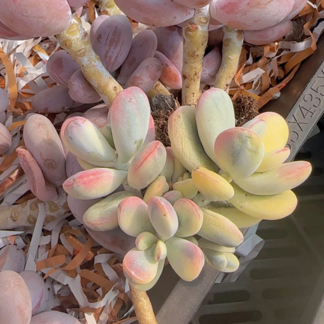 【闪购商品】乒乓福娘锦