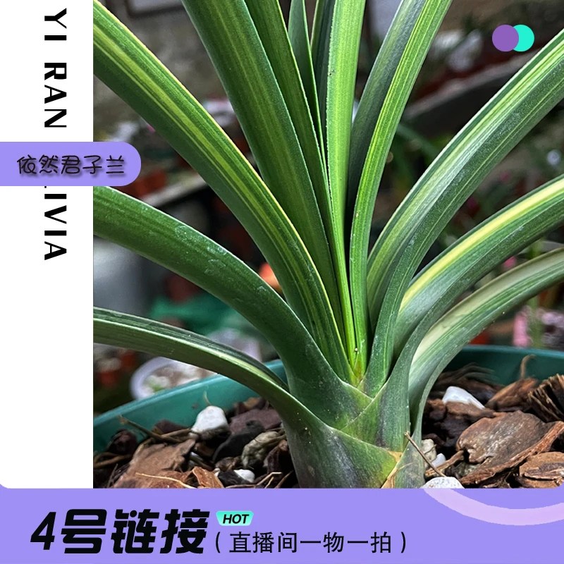 依然花艺君子兰 直播链接