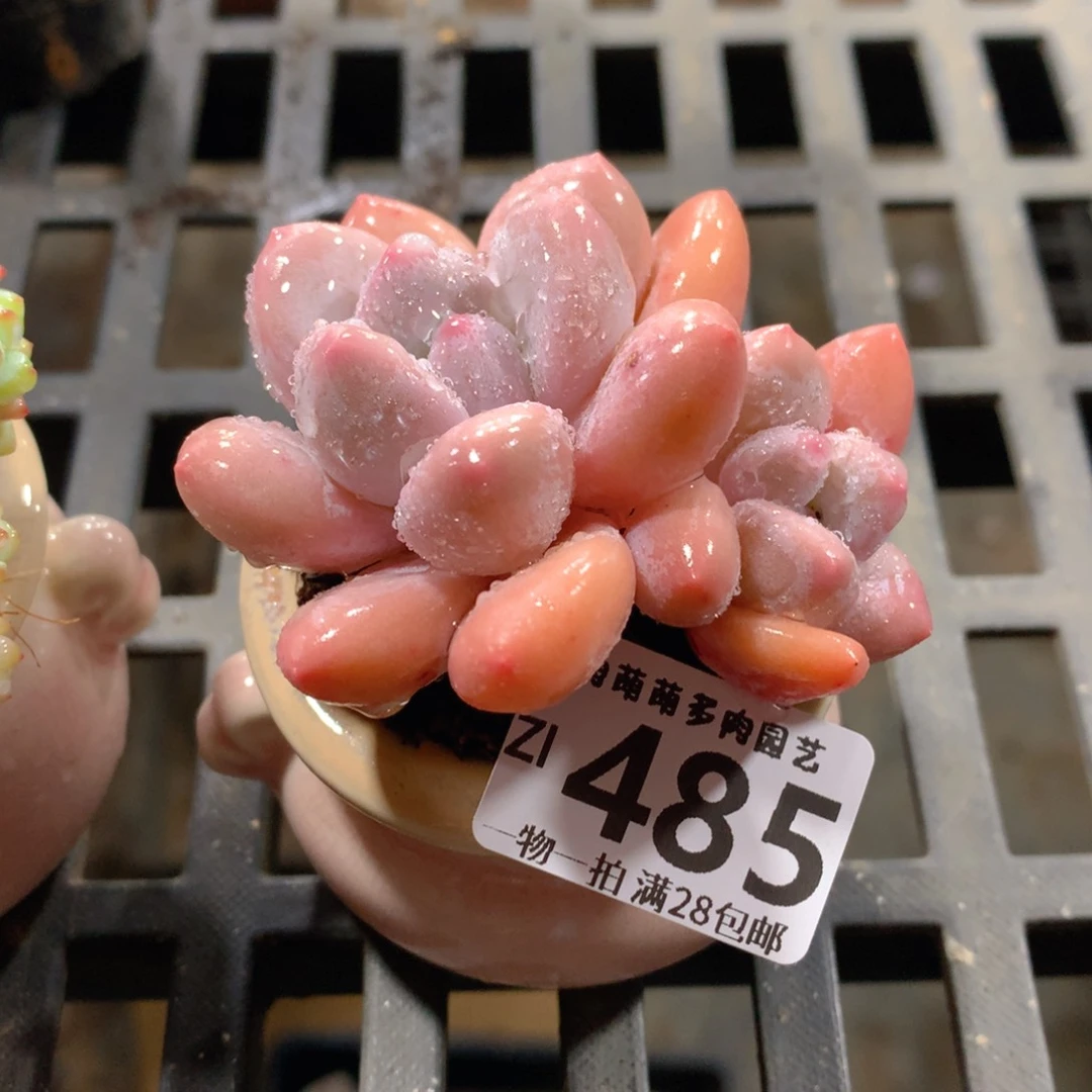 肉萌萌拇指盆精控多肉ZI485