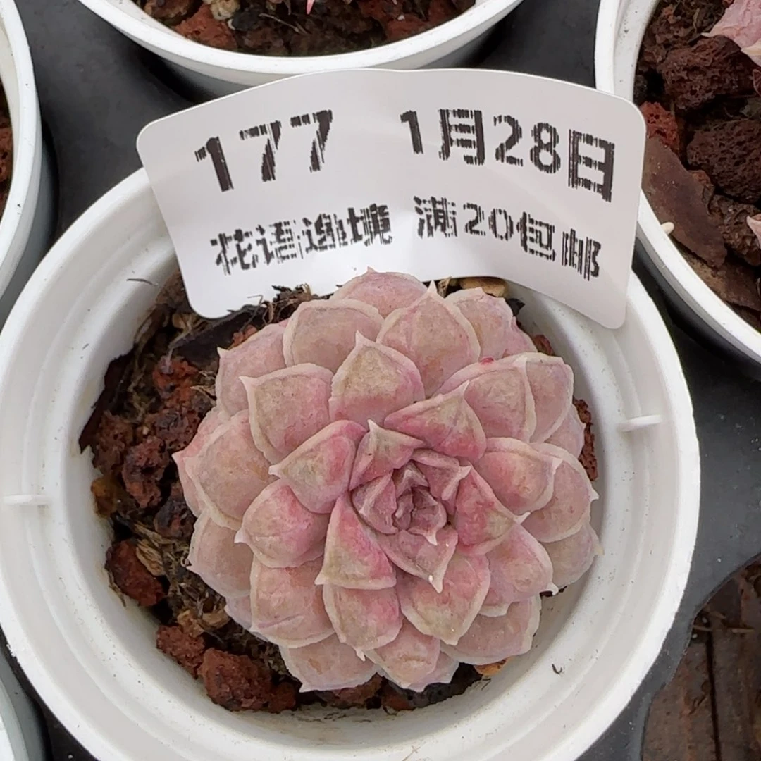 花语逸镜0128-177