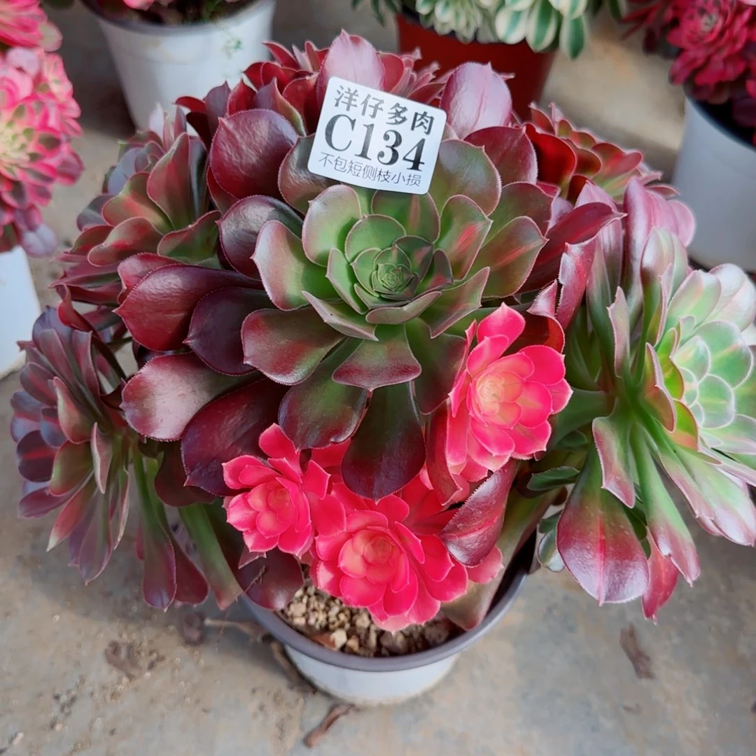 134粉女巫中班官服25左右2号