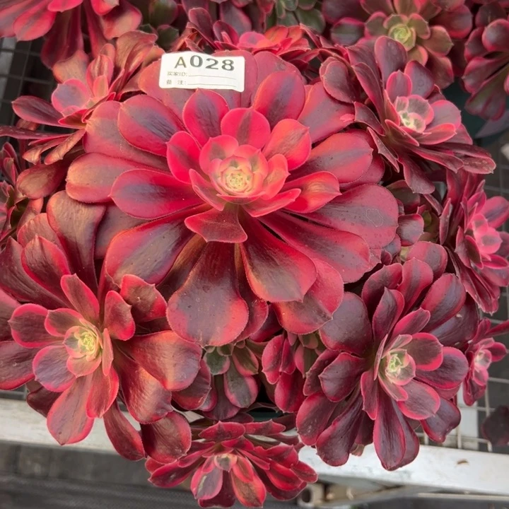 028凤冠25厘米左右