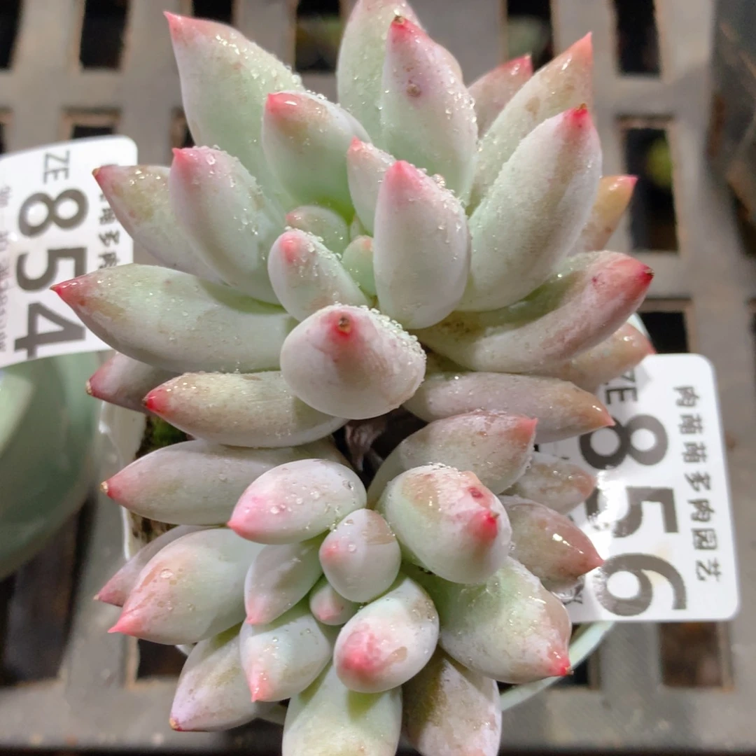 5CM拇指盆精控多肉ZE856