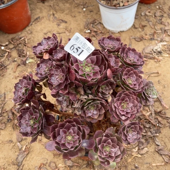 651黑魔大手捧1号棚